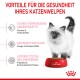 Ein flauschiges weißes Kätzchen steht neben einer roten Schüssel mit Katzenfutter mit dem Text: "Starkes Immunsystem", "Gehirnentwicklung", "Mikrobiom-Unterstützung."