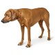 Brauner erwachsener Hund steht auf weißem Hintergrund, trägt ein orange-olivfarbenes Halsband mit Metallschnalle und hat einen weißen Brustfleck.