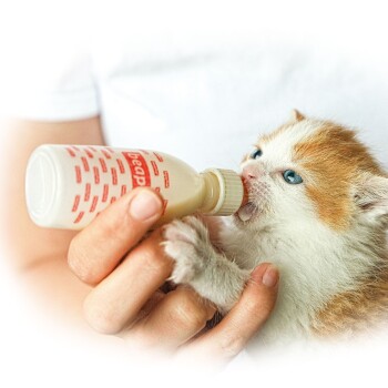 Une personne nourrissant un petit chaton orange et blanc avec un biberon étiqueté "beap." Le chaton a de grands yeux bleus et tend la patte vers le biberon.