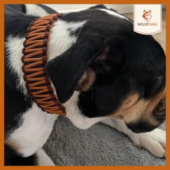 Nahaufnahme eines schwarz-weißen Hundes mit einem braunen Paracord-Halsband, der auf einer grauen Oberfläche mit dem Wildfang-Logo in der Ecke ruht.