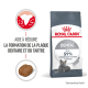 Sac de nourriture pour chats Royal Canin Dental, présentant un chat gris, avec un texte indiquant qu'il aide à réduire la formation de plaque et de tartre jusqu'à 59%.