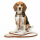 Zittende beagle met bruine leren halsband en bijpassende riem met metalen sluiting en ID-tag op een witte achtergrond
