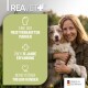Ein Hund springt in die Luft, um eine gelbe Frisbee gegen den blauen Himmel zu fangen.