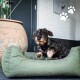 Ein verspielter Hund springt von einem grünen Haustierbett in einem stilvollen Innenraum, mit einer großen Pflanze und einem dekorativen Topf im Hintergrund.