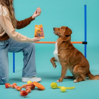 Eine Person in einem braunen Pullover hält Edgard & Cooper Hundebisse, während ein Golden Retriever in der Nähe sitzt, mit bunten Spielzeugen auf dem Boden.