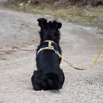 Schwarzer langhaariger Hund sitzt auf einem Kiesweg, schaut weg und trägt ein gelb gemustertes Geschirr sowie eine passende Leine.