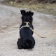 Schwarzer langhaariger Hund sitzt auf einem Kiesweg, schaut weg und trägt ein gelb gemustertes Geschirr sowie eine passende Leine.