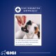 Ein Hund nimmt eifrig einen Leckerbissen aus einer Hand vor einem blauen Hintergrund mit Text zur Behandlung von veterinärmedizinischem Durchfall.