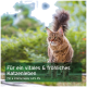 Eine Maine Coon Katze steht im Freien zwischen Grün, mit Textüberlagerung in Deutsch und Englisch, die ein vitales und glückliches Katzenleben fördert.
