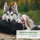 Ein Husky-Hund in einem rot karierten Hemd ruht auf einem Rucksack, mit Textüberlagerung: "Ideal für unterwegs bei Training, Spaziergängen und auf Reisen."