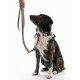Gestromter Hund sitzt, trägt ein beiges Halsband und eine Leine mit gelben und lavendelfarbenen Akzenten, die von einer Hand gehalten wird.