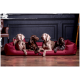 Vier Hunde – zwei Weimaraner, ein Schokoladen-Labrador und ein Deutscher Kurzhaarpointer – entspannen auf einem roten Hundebett in einem schicken Innenraum.