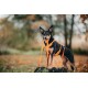 Ein schwarz-brauner Hund mit orangefarbenem Geschirr steht auf einem Baumstamm in einem Wald mit Herbstblättern und hält eine orangefarbene Leine im Mund.