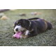 Schwarz-weißer Hund liegt im Gras und kaut an einem pinken KONG-Spielzeug.
