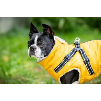 Ein schwarz-weißer Boston Terrier trägt einen hellgelben, dicken Mantel mit einem Geschirr und steht auf grünem Gras.