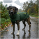Ein Hund in einem grünen Regenmantel mit gelben Akzenten steht vor einem weißen Hintergrund und zeigt sein stilvolles und funktionales Design.
