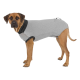 Ein brauner Hund trägt ein graues Haustierhemd mit schwarzem Rand, steht vor einem weißen Hintergrund.