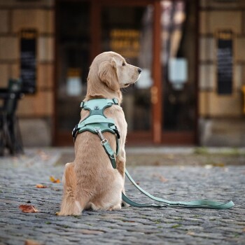 Golden Retriever Welpe trägt grünes Geschirr und Leine, sitzt auf Kopfsteinpflaster vor einem Gebäude.