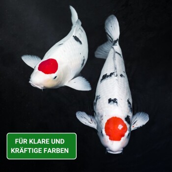Zwei bunte Koi-Fische mit weißen Körpern und roten Markierungen, die in dunklem Wasser schwimmen, mit einem grünen Etikett, das "FÜR KLARE UND KRÄFTIGE FARBEN" liest.