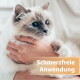 Hände halten eine flauschige weiß-graue blauäugige Katze; überlagernder Text: 'Schmerzfreie Anwendung'.