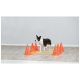 Een zwart-witte hond die een behendigheidsparcours navigeert met oranje kegels en gele stangen op een houten vloer.