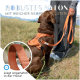 Brauner Hund mit orangefarbenem Nylon-Geschirr mit Neoprenpolsterung, an der Leine gehalten von einer Person im Freien.