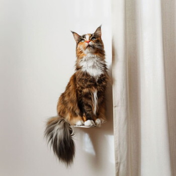 Eine flauschige grau-weiße Katze mit auffälligen blauen Augen sitzt auf einem schwarzen Regal vor einer weißen Wand und schaut neugierig in die Kamera.