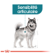 Illustration d'un chien avec un accent sur la sensibilité articulaire, avec le texte "Sensibilité articulaire" au-dessus.