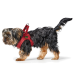 Ein kleiner, flauschiger Yorkshire Terrier mit einem roten Geschirr, der vor einem weißen Hintergrund steht und sein verspieltes Wesen zeigt.
