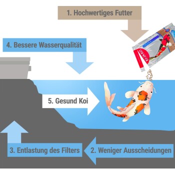 Infografik über die Vorteile von hochwertigem Koi-Futter: weniger Abfall, Filterentlastung, bessere Wasserqualität und gesündere Koi, mit einer Koi-Fisch-Illustration.