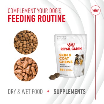 Royal Canin Skin & Coat Chews bag with dog image, plus food samples. Text: "COMPLEMENT YOUR DOG'S FEEDING ROUTINE" and "86% SATISFIED."