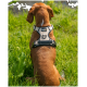 Ein brauner Hund, der ein Lionto-Geschirr trägt, sitzt im grünen Gras, mit dem Rücken zur Kamera, vor einem verschwommenen Wasserhintergrund.