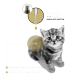 Ein süßes graues Tabby-Kätzchen schaut nach oben, mit Text, der die präzise Dosierung mit PRS-Pipetten und Anweisungen zur Anwendung entlang der Wirbelsäule hervorhebt.
