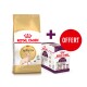 Sac de nourriture pour chat adulte Royal Canin Sphynx avec une offre promotionnelle pour la nourriture humide Sensory small taste, avec une étiquette rouge "OFFERT".