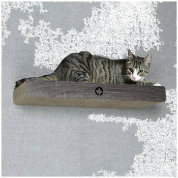 Eine gestreifte getigerte Katze, die auf einem Holzregal vor einem grauen Hintergrund entspannt.