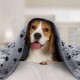 Hund, bedeckt mit einer grauen Decke mit Pfotenabdruck, liegt auf einem Bett in einer gemütlichen Innenumgebung.