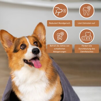Ein glücklicher Corgi in einer grauen Decke, mit Icons, die zahnmedizinische Vorteile zeigen: reduziert schlechten Atem, entfernt Zahnstein, reinigt Zähne, fördert die Gesundheit des Zahnfleisches.