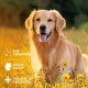 Ein Golden Retriever sitzt auf einem Feld mit gelben Blumen, mit dem Text "OHNE TIERVERSUCHE", "MADE IN GERMANY" und "ENTWICKELT MIT TIEREXPERTEN."