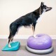 Ein schwarz-brauner Hund steht auf einer blauen Balance-Plattform und einer lila FitPAWS-Balance-Scheibe und zeigt Fitnessgeräte für Haustiere.