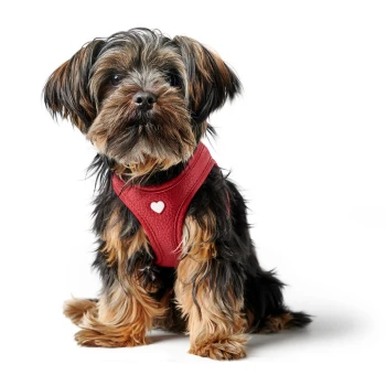 Geschirr Love 19 cm Ein kleiner, flauschiger Hund mit einem schwarz-braunen Fell sitzt und trägt ein rotes Geschirr mit einem herzförmigen Detail.
