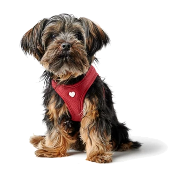 Ein kleiner, flauschiger Hund mit einem schwarz-braunen Fell sitzt und trägt ein rotes Geschirr mit einem herzförmigen Detail.