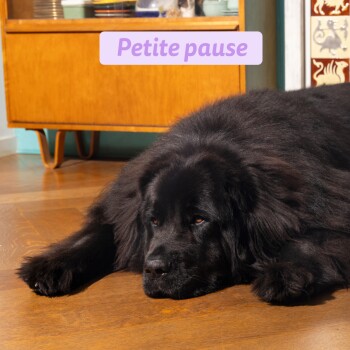Grand chien noir et duveteux allongé sur un sol en bois près d'un meuble de style mi-siècle, bandeau texte « Petite pause ».