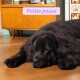 Grand chien noir et duveteux allongé sur un sol en bois près d'un meuble de style mi-siècle, bandeau texte « Petite pause ».