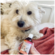 Ein flauschiger weißer Hund ruht auf einer Decke, während eine Person eine Flasche Beaphar Tear Stain Remover hält, mit einer Augen-Grafik und Text in Deutsch.