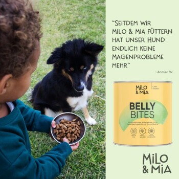 Ein Tierarzt hält einen kleinen Hund, während er "Milo & Mia Daily Bites" für die Verdauungsgesundheit bewirbt, mit einer gelben Dose, die "Magen & Darm" beschriftet ist.