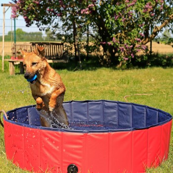 Ein verspielter Hund springt aus einem rot-blauen Haustierpool, spritzt Wasser, mit einem blauen Ball im Mund, in einem sonnigen, grasbewachsenen Garten.