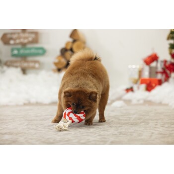 Brauner Pommerscher Hund spielt mit einem rot-weiß gestreiften Seilspielzeug auf einem teppichbedeckten Boden in einem festlich dekorierten Raum.