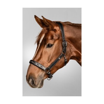 Nahaufnahme eines braunen Pferdes, das eine schwarze Lederhalfter mit dekorativen silbernen Akzenten trägt, vor einem grauen Hintergrund.