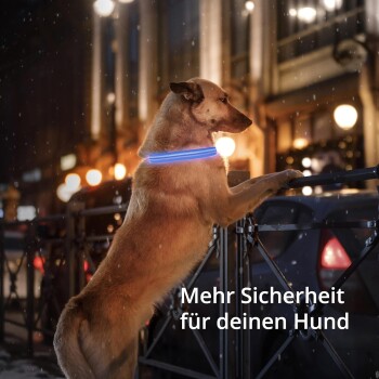Ein Hund mit einem leuchtend blauen Halsband steht auf seinen Hinterbeinen und schaut über ein Geländer in einer Stadt bei Nacht. Der Text lautet: 'Mehr Sicherheit für deinen Hund.'