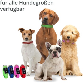 Vier Hunde verschiedener Rassen werden gezeigt, die bunte Halsbänder tragen. Der Text lautet "für alle Hundgrößen verfügbar".